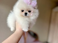 TEACUP KISA BURUR POMERANİAN PRENSES