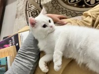 Aşıları tam kedimiz