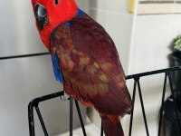 ECLECTUS PAPAĞANI