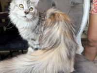 MAİNE COON XXXL POLYDACTYL DİŞİ SILVER 66/66