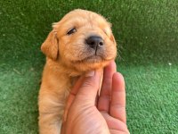 Golden Retriever Yavrularımız 2 Aylık