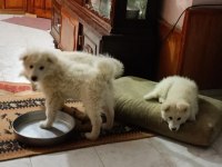 Şu çılgın samoyed yavrularımız