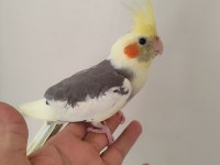 Pied Sultan Papağanı