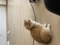 British shorthair 1 yaşında