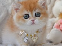 Dünya Güzeli Ny12 golden british Shorthair