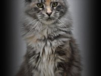 Lo Şecereli Maine Coon Kediler