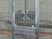 Süper çift jako papağanı