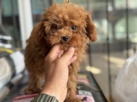 4 aylık 700 gr tea cup kore poodle ziyarete açık