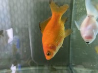 Oranda balıklarımız mevcuttur 
