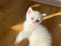 2 aylık british shorthair
