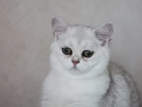 British Shorthair silver shadad yavrularımız