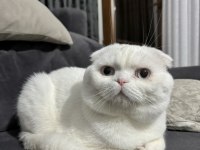 Safkan mavi gözlü scottish fold ismine duyarlı