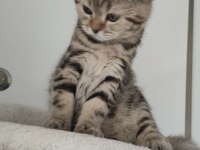 Scottish fold yavruları