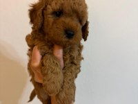 Anne Altından Safkan toy poodle yavrularım