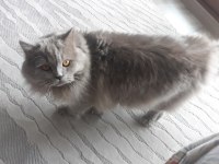 8 aylık lilac renkli erkek british longhair