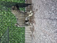 ÜST SEVİYE KANGAL YAVRUSU
