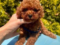 Sevimli Toy Poodle Yavrularımız