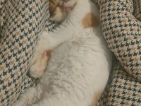 1 yaşında tatlış exotic kedimiz