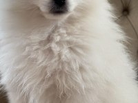 Dişi beyaz pomeranian boo