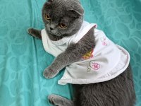 1.5 yaşında scottish fold