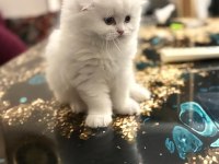 2 aylık scottish fold minikler