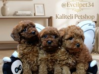 SAFKAN TOY POODLE BEBEKLERİMİZ BAKIRKÖY