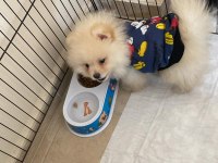 2 aylık pomeranian bebeğimiz