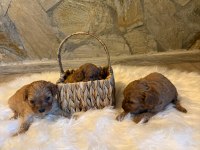 Maltipoo cinsi yavrularımız
