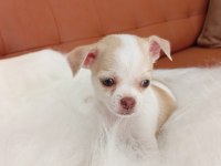 Irk Şampiyonu Babadan SAFKAN Chihuahua