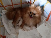 En uyguna en kaliteli pomeranian