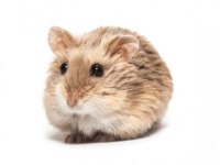 Gonzales Hamster Albino Cinsi