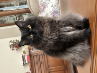 7.5 aylık erkek british longhair bombay