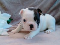 FRENCH BULLDOG YAVRULARI