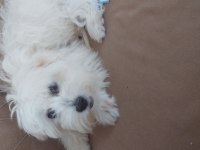5 aylık dişi maltese terrier