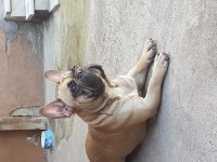 1,5 Yaşında French Bulldog Erkek