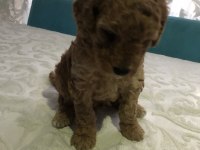 Harika anne babadan poodle
