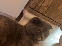 5.5 aylık güzeller güzeli bir dişi scottish fold