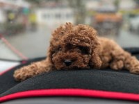 Toy poodle yavrusu