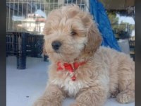 Dişi erkek maltipoo bebekler