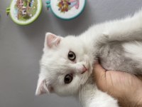 Scottish fold dişi