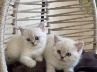 British Shorthair lynx point Show kalite