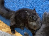 XXL Yurt Dışı Kan Hatlarından A Kalite Maine Coon