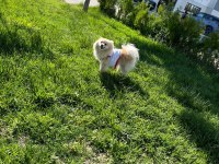 Sevimli ve oyuncu pomeranian köpeğim