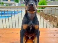 Birbirinden güzel doberman köpekler