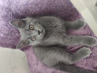 British shorthair erkek 2 aylık