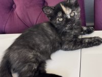2 aylık yavru british shorthair