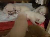 prens ve prenses british longhair
