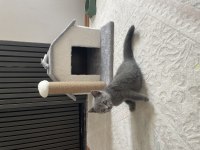 Eğitimli Tuvalet Alışkanlığı Olan British Shorthair