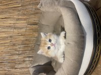 Anne Baba Şecereli NY12 Renk kodlu Safkan British Shorthair
