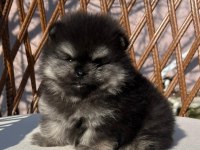 Orjinal tam ayı surat garantili pomeranian yavrularım